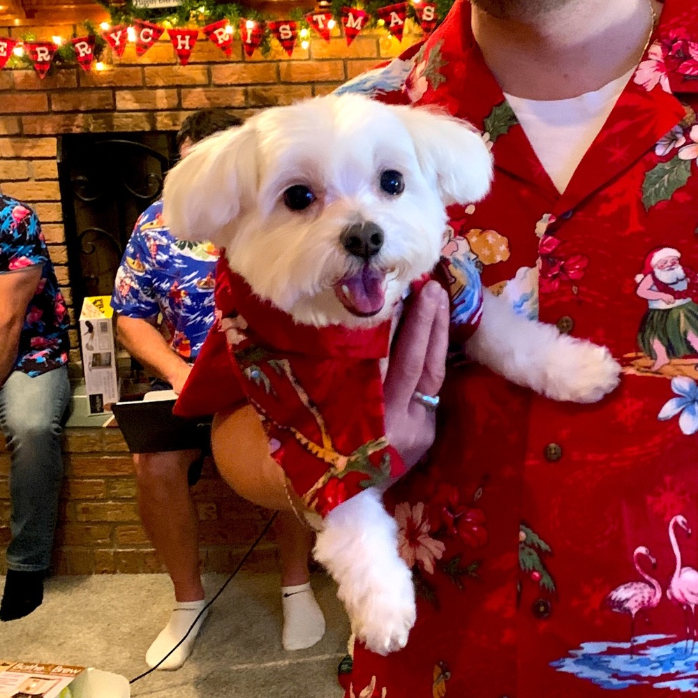 Christmas Luau Dog Shirt. Size M
